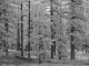 pine trees infrared