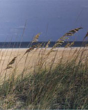 beachgrass