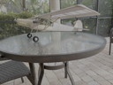 Click on thumbnail to enlarge IMG_1395.jpeg