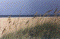 beachgrass