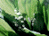 Lilies of the Valley