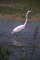 Egret