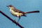 Mockingbird