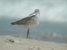 Sandpiper