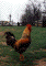 Rooster