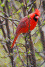 Cardinal