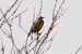Meadowlark