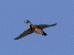 Wood Duck