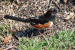 Towhee