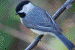 chickadee