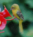 Orchard Oriole