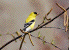 Goldfinch