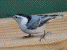 Nuthatch