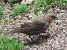 Female Cowbird