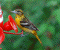 Baltimore Oriole