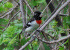 Rose-Breasted Grosbeak
