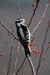 Downy Woodpecker