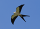 Swallow-Tailed Kite