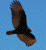 Turkey Vulture